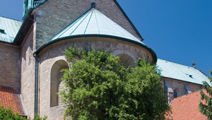 Tausendjähriger Rosenstock am Dom